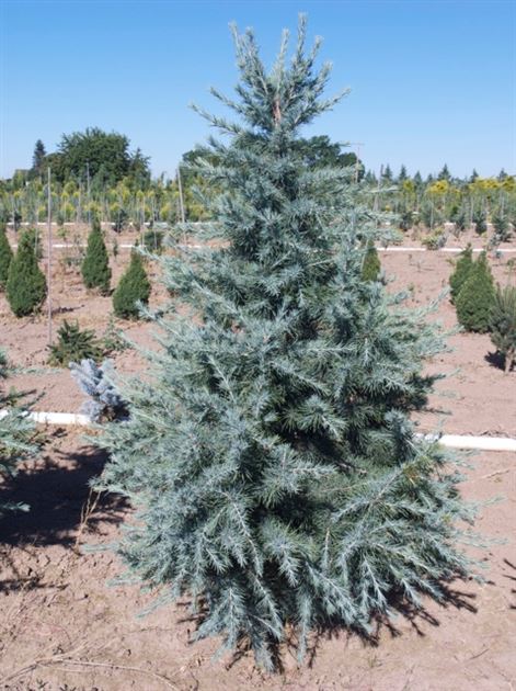 CEDRUS DEODARA ROBUSTA GLAUCA