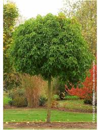 LIQUIDAMBAR STYRACIFLUA GUM BALL - BOULE