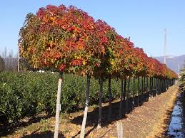 LIQUIDAMBAR STYRACIFLUA GUM BALL - DEMI TIGE