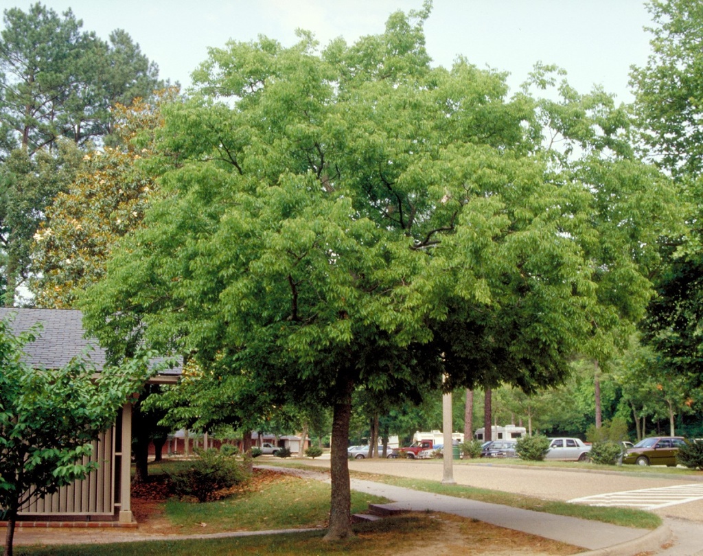 [2801] CELTIS AUSTRALIS (MICOCOUILIER) - CEPEE (Caduc, 10 à 20 m)