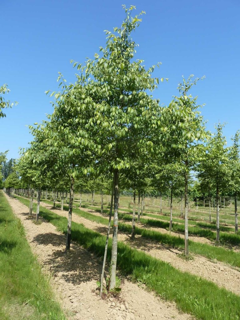 [2802] CELTIS AUSTRALIS (MICOCOUILIER) - TIGE (Caduc, 10 à 20 m)