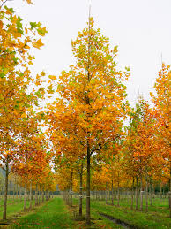 LIRIODENDRON TULIPIFERA