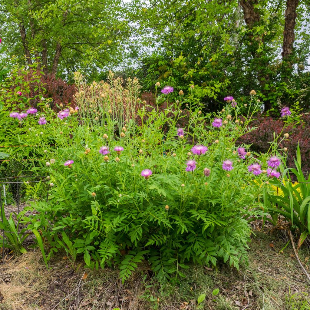 CENTAUREA DEALBATA ROSE FONCÉ