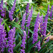 [7331] LIRIOPE MUSCARI (Persistant, 20/50)
