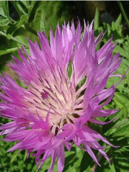 [2829] CENTAUREA PULCHERRIMA ROSE VIF (Caduc, 50/100)