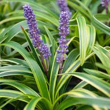 [7335] LIRIOPE MUSCARI VARIEGATA (Persistant, 20/50)
