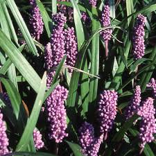 [7337] LIRIOPE SPICATA VIOLET (Persistant, 0/20)