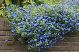 [7341] LITHODORA DIFFUSA HEAVENLY BLUE (Persistant, 0/20)