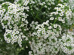 LOBULARIA MARITIMA