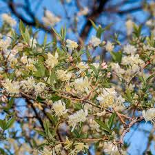 LONICERA FRAGRANTISSIMA