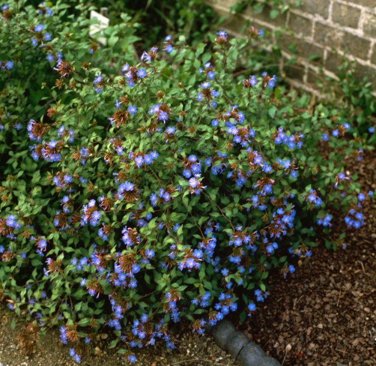 CERATOSTIGMA WILLMOTTIANUM