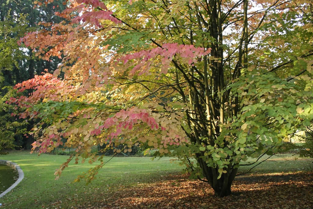 [2864] CERCIDIPHYLLUM JAPONICUM (Caduc, 10 à 20 m)