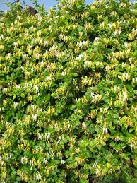 [7378] LONICERA JAPONICA HALL'S PROLIFIC (Persistant, 5 à 10 m)