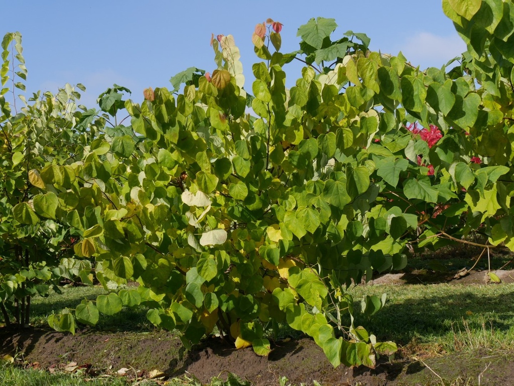 [2876] CERCIS CANADENSIS (Caduc, 5 à 10 m)