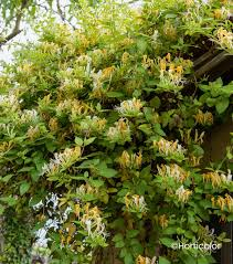 LONICERA JAPONICA HALLIANA