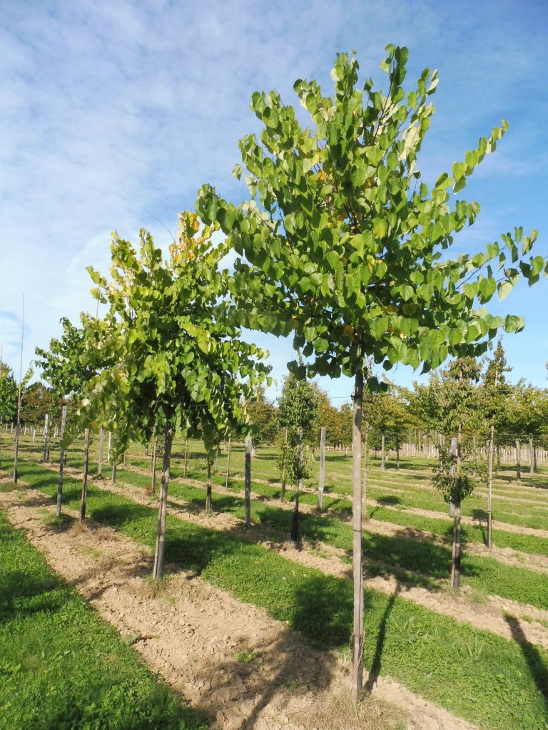 CERCIS CANADENSIS ALBA - TIGE