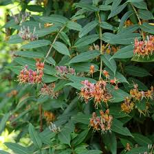 LONICERA JAPONICA HENRY'S