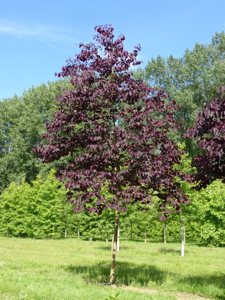 CERCIS CANADENSIS FOREST PANSY