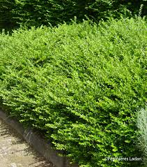 LONICERA NITIDA