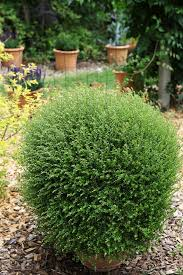 [7394] LONICERA NITIDA - BOULE (Persistant, 100/150)