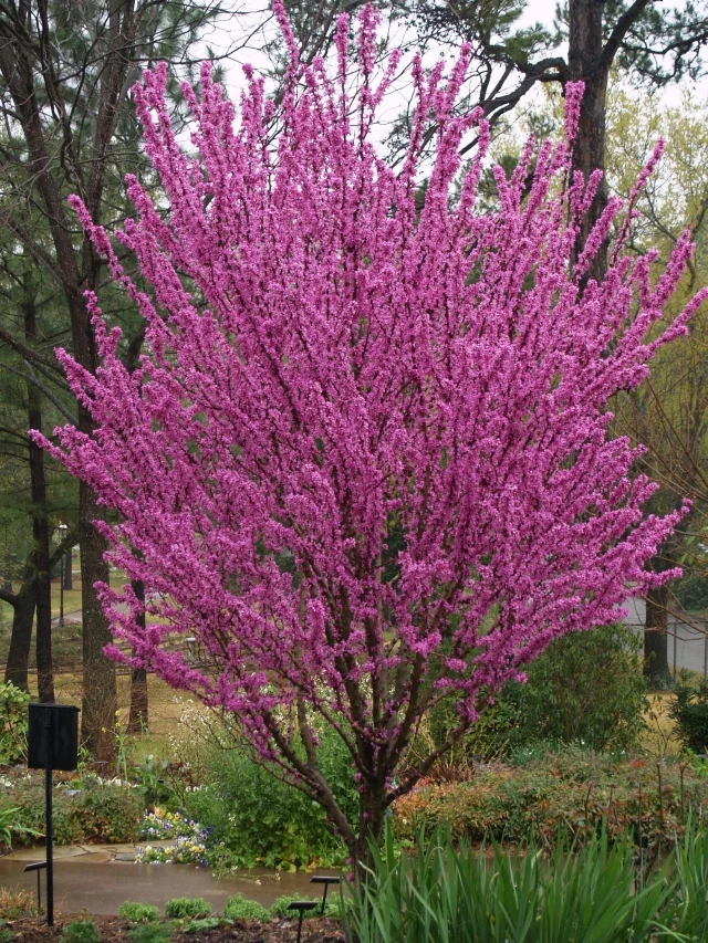 CERCIS CHINENSIS AVONDALE