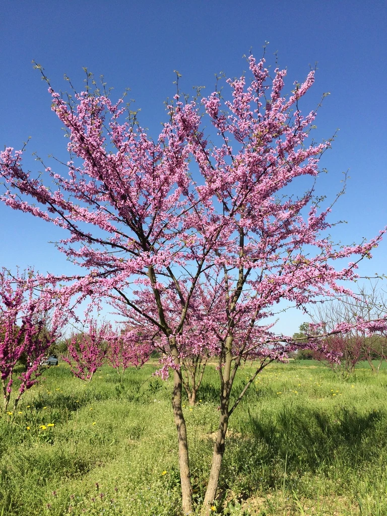 [2898] CERCIS SILIQUASTRUM - CEPEE (Caduc, 5 à 10 m)