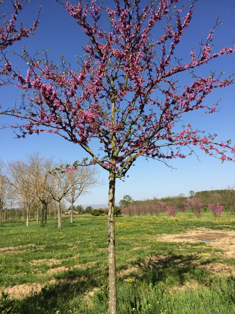 [2899] CERCIS SILIQUASTRUM - TIGE (Caduc, 5 à 10 m)
