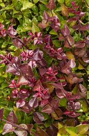 LONICERA NITIDA RED TIPS
