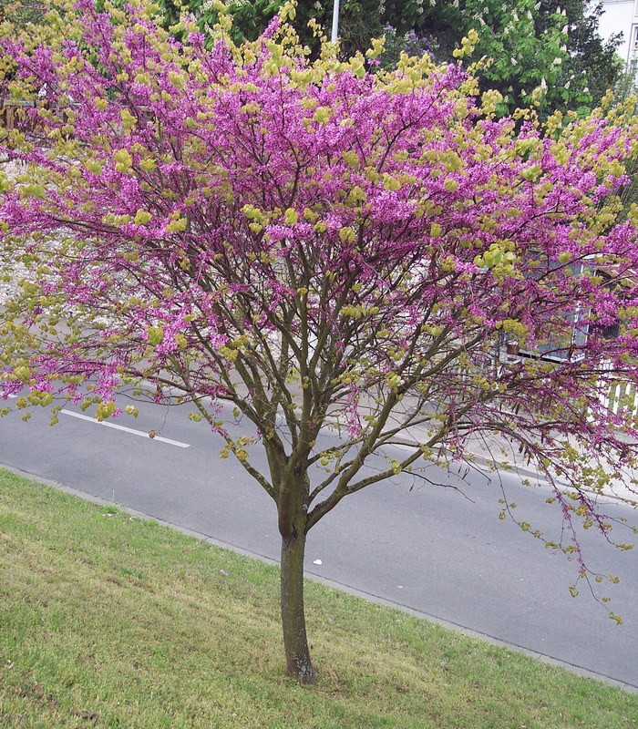 [2916] CERCIS SILIQUASTRUM CLT 65 DEMI TIGE (Caduc, 5 à 10 m)
