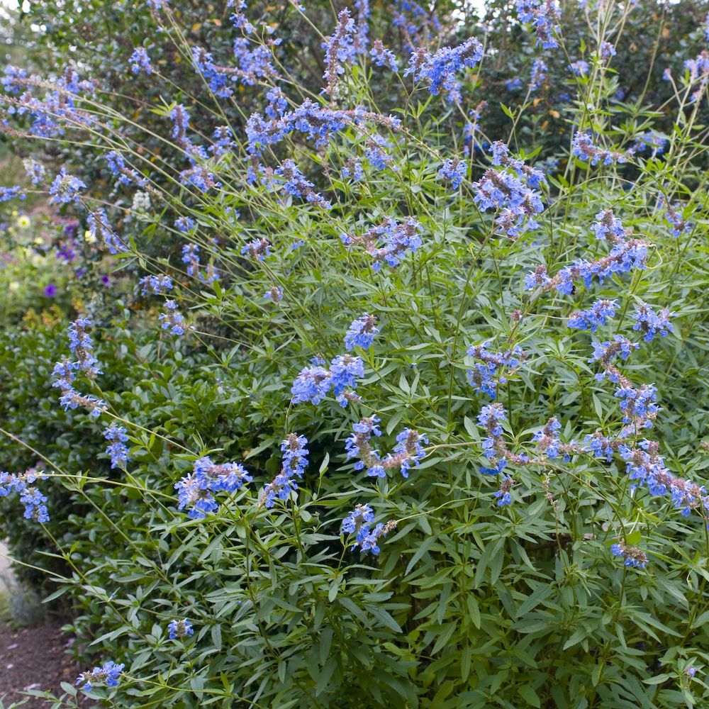 SALVIA ULIGINOSA