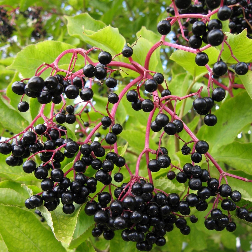 SAMBUCUS NIGRA - TIGE