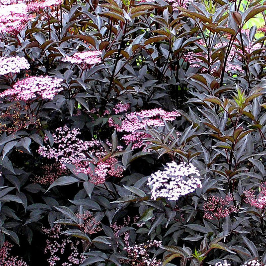SAMBUCUS NIGRA BLACK BEAUTY