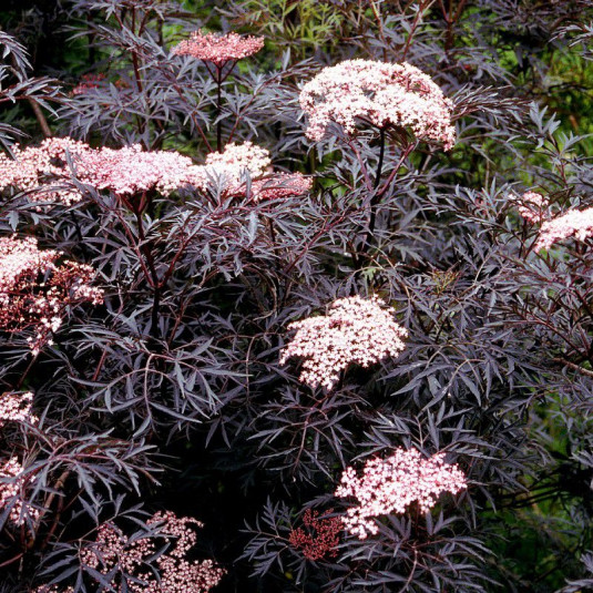 [11091] SAMBUCUS NIGRA BLACK LACE (Caduc, 3 à 5 m)
