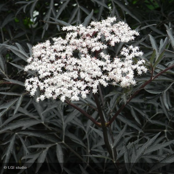 [11097] SAMBUCUS NIGRA BLACK LACE EVA (Caduc, 3 à 5 m)