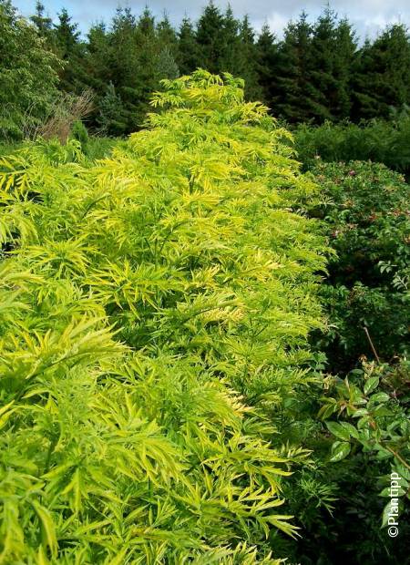 SAMBUCUS NIGRA GOLDEN TOWER