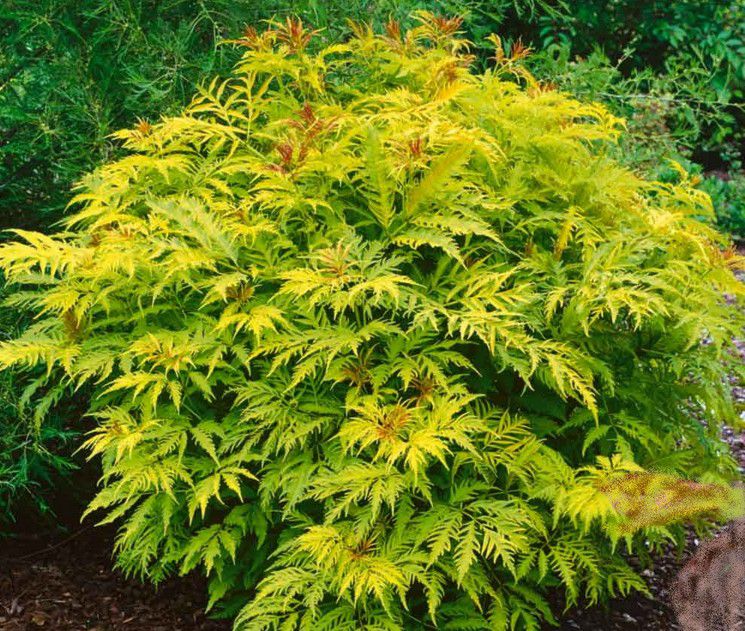 [11112] SAMBUCUS RACEMOSA SUTHERLAND GOLD (Caduc, 3 à 5 m)