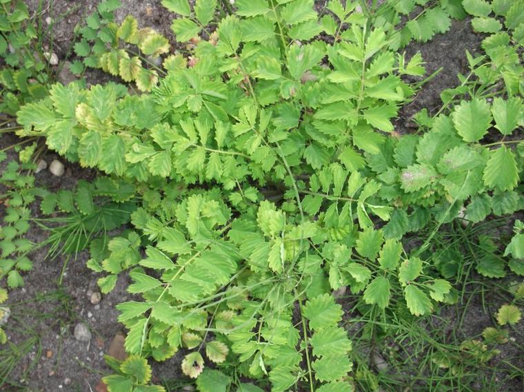 SANGUISORBA MINOR (PIMPRENELLE)