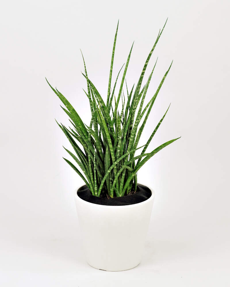 [11118] SANSEVERIA FERNWOOD MIKADO (Persistant, 50/100)