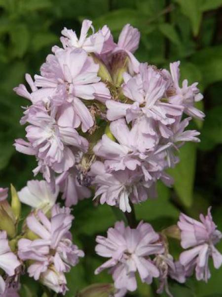 SAPONARIA OFFICINALIS ROSEA PLENA  (ROSE)
