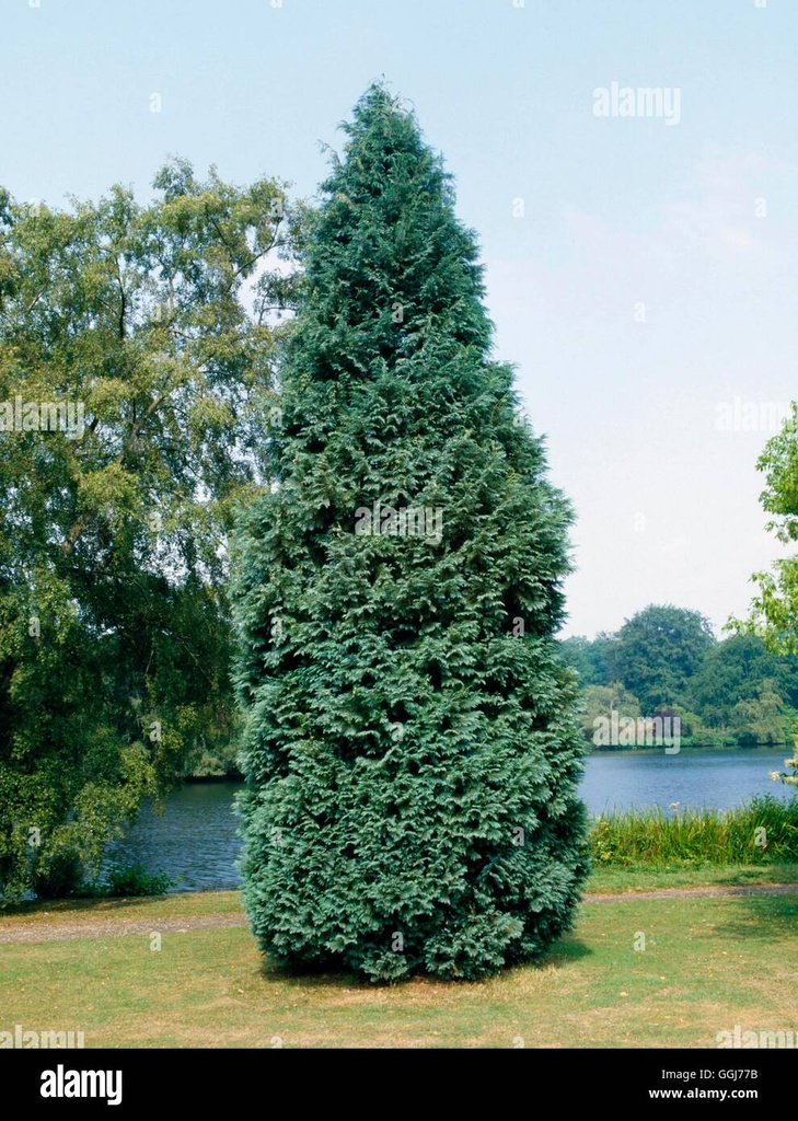 CHAMAECYPARIS LAWSONIANA ALUMII