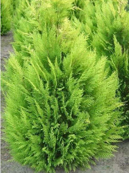 CHAMAECYPARIS LAWSONIANA ALUMII GOLD