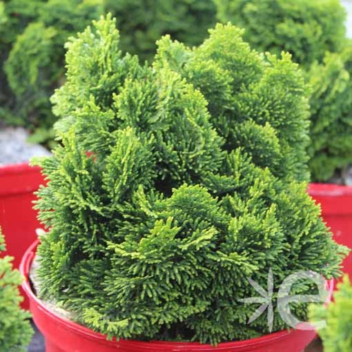 CHAMAECYPARIS OBTUSA NANA CUREA