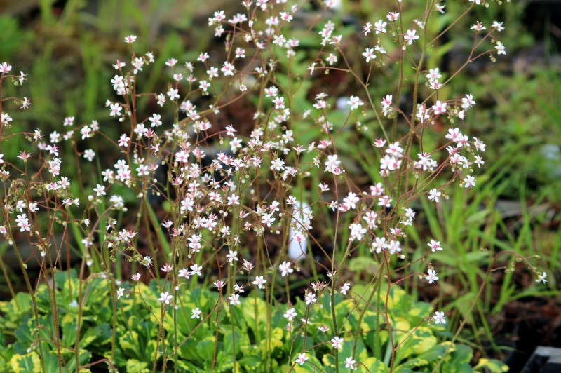 SAXIFRAGA URBIUM UMBROSA