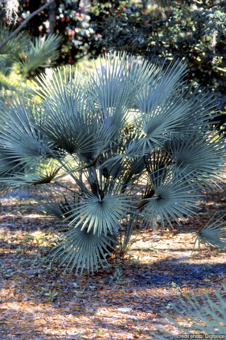 CHAMAEROPS CERIFERA