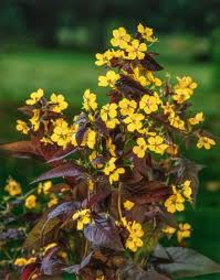 [7490] LYSIMACHIA C.FIRECRACKER JAUNE (Caduc, 50/100)