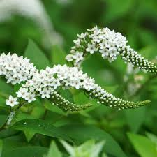 [7492] LYSIMACHIA CLETHROIDES BLANC (Caduc, 50/100)