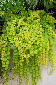 LYSIMACHIA NUMMULARIA