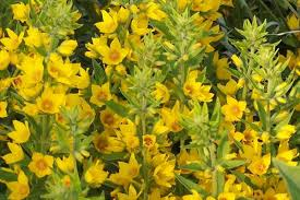 [7496] LYSIMACHIA PUNCTATA JAUNE OR (Caduc, 100/150)