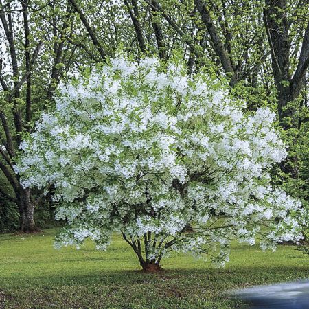 [3039] CHIONANTHUS RETUSUS (Caduc, 5 à 10 m)