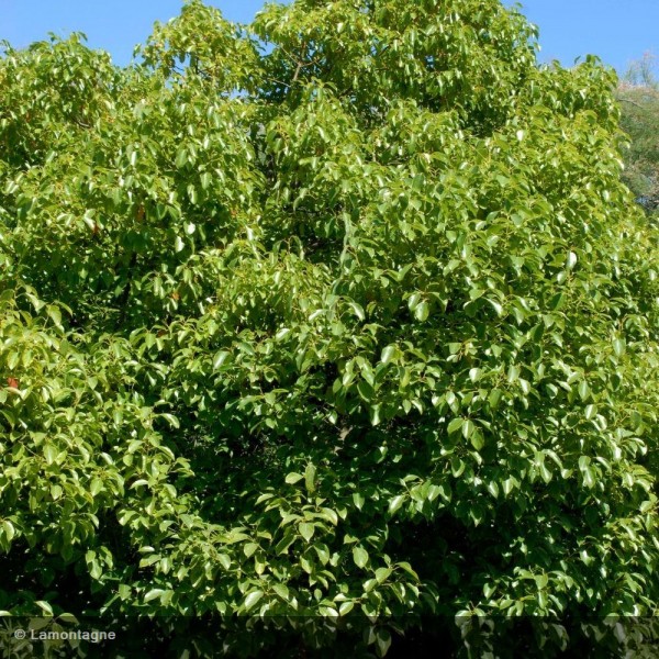 CINNAMOMUM CAMPHORA (CAMPHRIER) - PARACHUTE